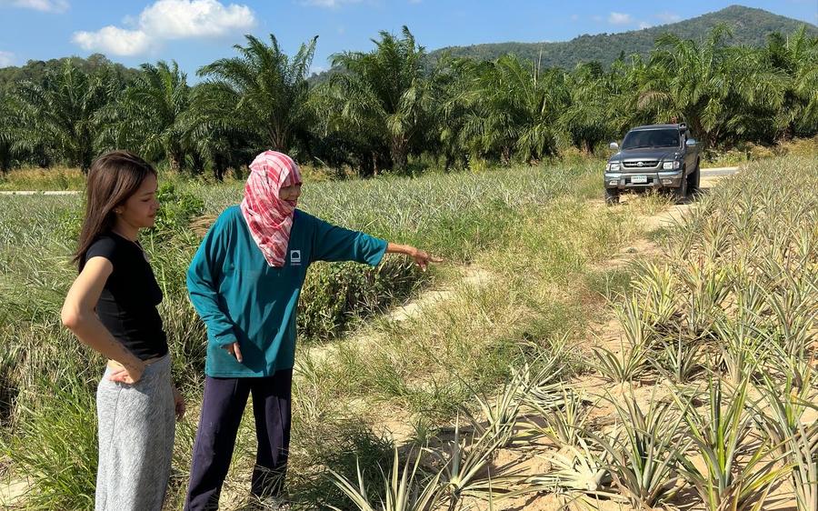 Community engagement in pineapple fields near Kuiburi National Park