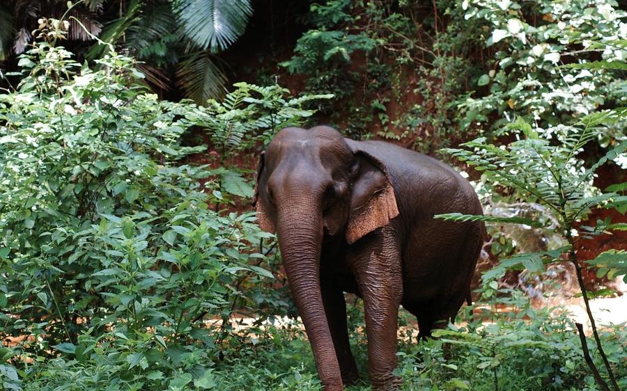 Asian elephant in natural forest habitat