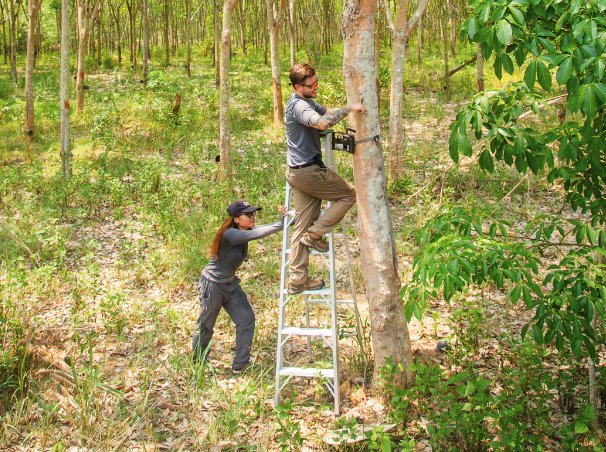Researchers on a ladder installing monitoring equipment in an agroforestry plot