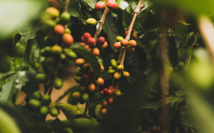 Ripening coffee cherries on the branch in a shaded agroforestry plot