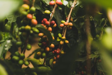 Ripening coffee cherries on the branch in a shaded agroforestry plot