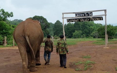 An elephant and two Elephant Valley Project staff walking toward the project's entrance sign in Mondulkiri