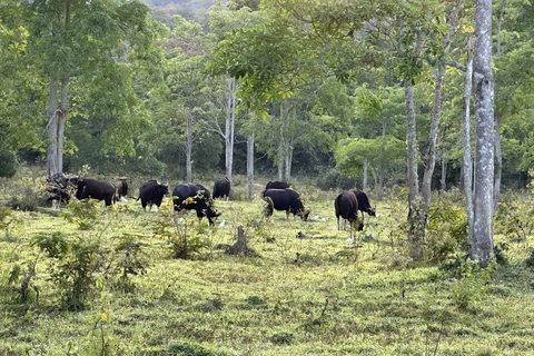 A herd of gaur grazing at the forest edge with cattle egrets among them