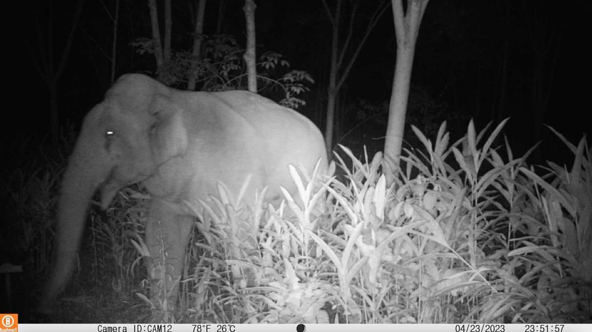 Infrared camera-trap still of an elephant in tall grass at night, Kuiburi, 23 April 2023, 23:51